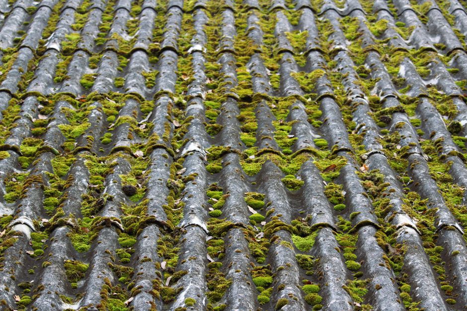 Toiture ondulée entièrement envahie par la mousse verte, avant démoussage